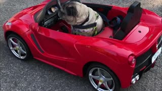 Pug Drives a Ferrari Like a Boss