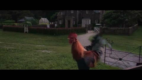 What KInd Of Rooster is This??