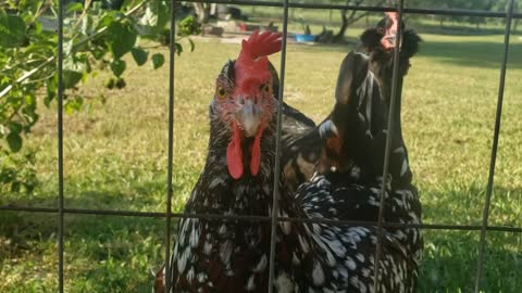 Curious hens