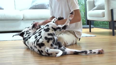 Young man playing with his dog on the floor