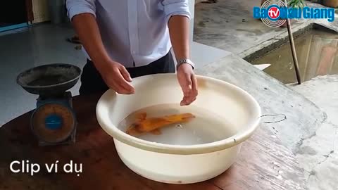 Người dân Tiền Giang thả lưới được ‘cá rô vàng’ nặng gần nửa cân