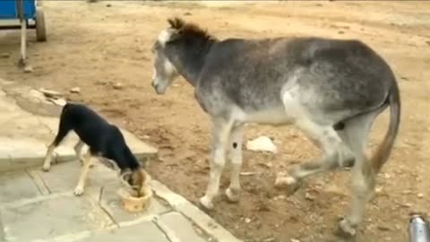 When Donkey Beats a Dog in Viral Fight for Food.