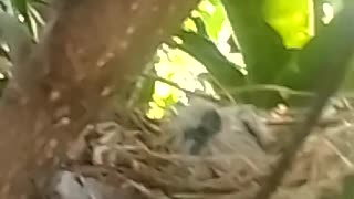 This cute bird