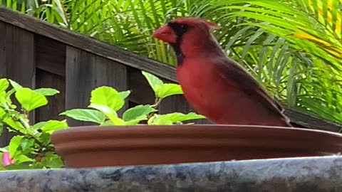 #Back Yard Birds Hawai’i Daddy-O