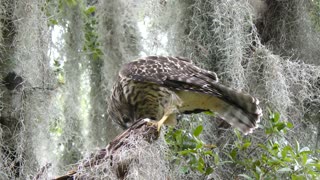 Hawk feeding on dragonfly