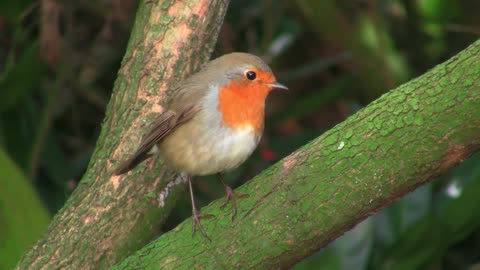 Robin Bird red chest.. Animals wild life