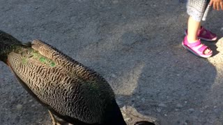 Wild peacocks in wildlife