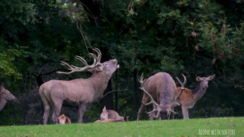 beautiful deer in the wild