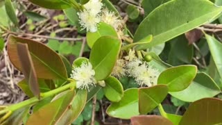 Strawberry Guava flowering.