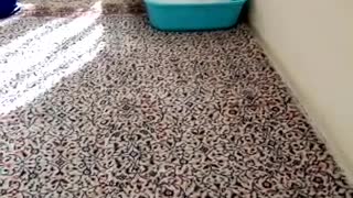 Cat kitten trying to get out of litter box flips forward