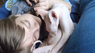 Sphynx cat suckling on herself