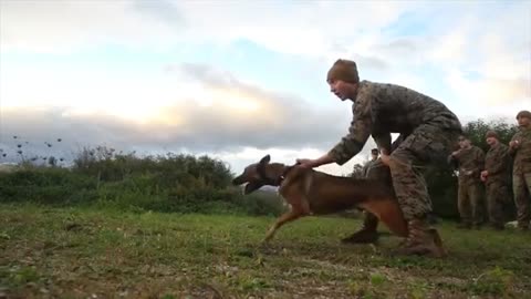 Training with the Best / Military working Dogs