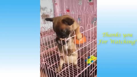 Funny pets animal comedy sceene