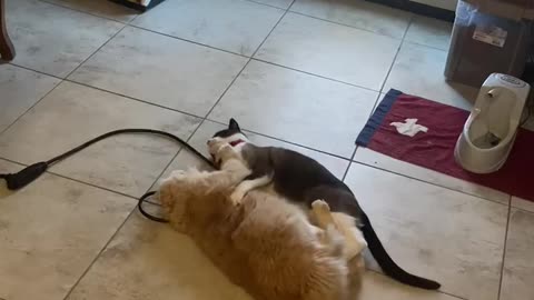 Two funny cats fighting