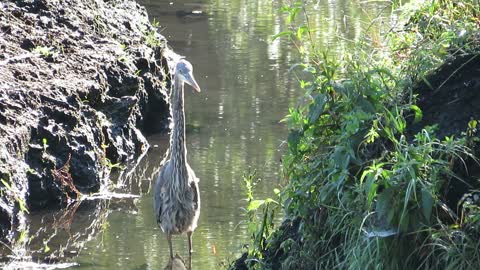 Blue Heron Hunting