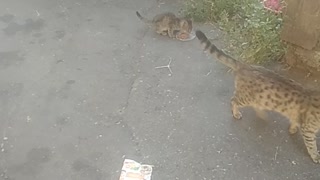 Mom watches while the kitten eats