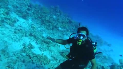 Diving in sharks bay oasis