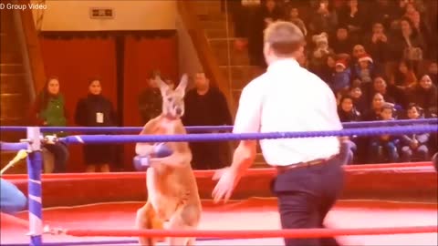 Kangaroo Vs Man FIGHT it out in the Ring!