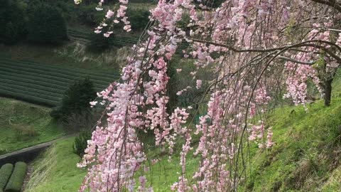 A momentary season when cherry blossoms fall