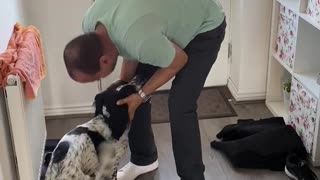 Excited dog overjoyed when owner comes home from work