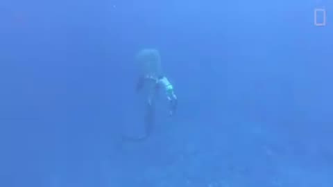 This video shows you that there are people who risk their lives for sea creatures