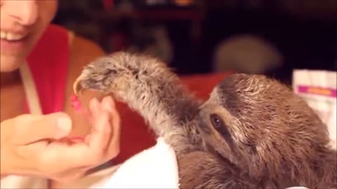 Funny baby sloth bear enjoying so satisfying