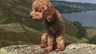 How Dog Feels After Climbing So High