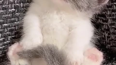 Adorable cute kitten Compilation Video 2022 😍😂🤣