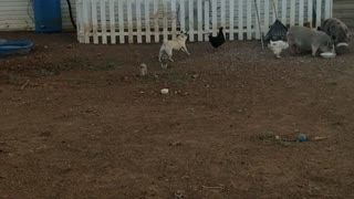 Pug Loves Chasing Chicken