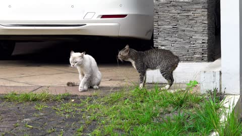 These two cats makes a fuuny sound to each other