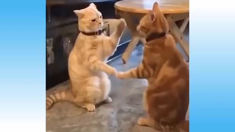 Cute Cat and funny animals compilation video