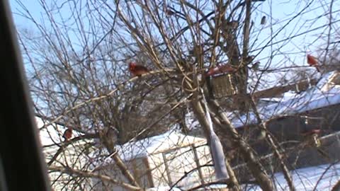 Okie Backyard Birds 18FEB2021