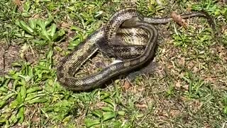 Cat Tries to Run Away With Snake Eating a Squirrel