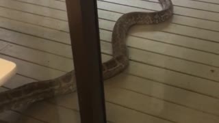 Massive Python Eyeing Down Cat