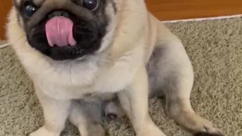 Cute Dog Hiding Something In His Mouth In A Funny Way😹