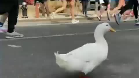 A duck ran the New York Marathon 🦆