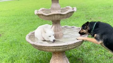 Husky Plays In The Fountain