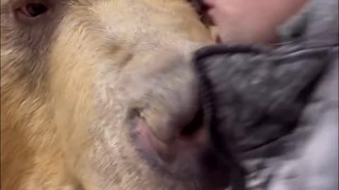 Heartwarming Bond: Man Feeds Pet Bear Chocolate with Love