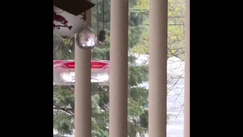 Hummingbird withstands wind gusts of 35mph