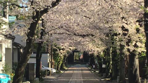 桜並木、横浜市、称名寺
