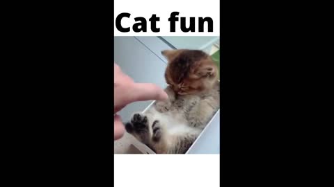 Cute funny Kittens