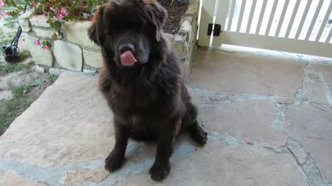 Newfoundland puppy goes crazy for surprise gift