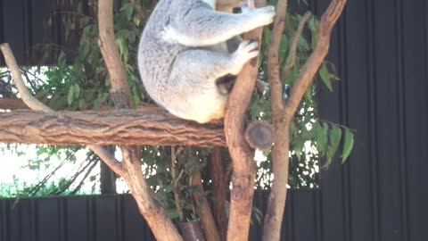 The Sadness of Koala, Koala in a gumtree