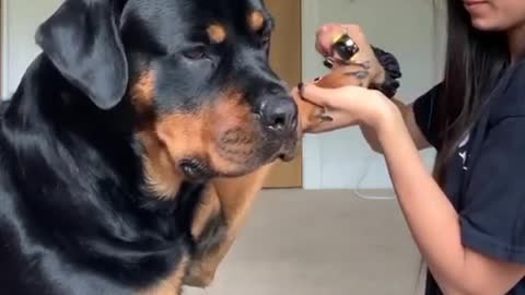My Rottweiler Hates doing her Nails