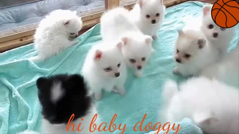 Dog 🐕 beby doggy video honest doggy video