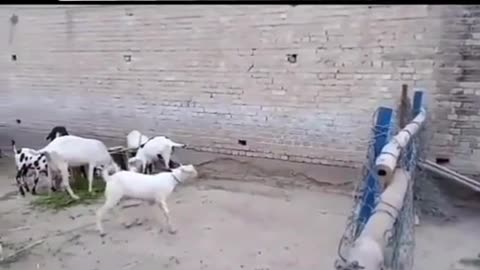 Beautiful style of baby goat