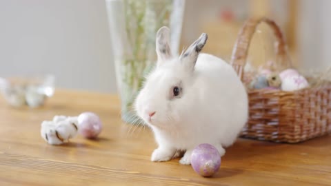 Close up shot of adorable white bunny sitting on table. Pink Easter egg rolling across table