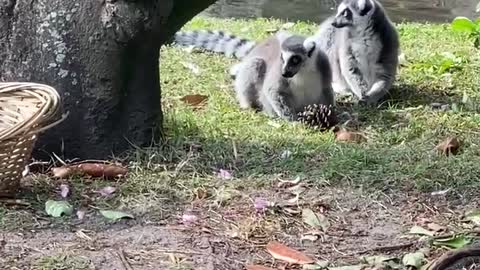 Ringtail lemurs