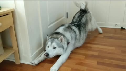 Compilation of husky's patented stretch slide