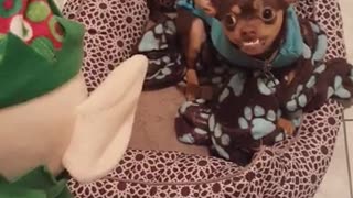 Grinch-like dog really hates elf toys